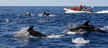 Observing dolphins and marine wildlife near Ria Formosa